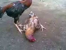 Ayam kurang gemuk biasanya di sebabkan karena cacingan dan kekurangan asupan gizi jadi supaya ayam gemuk hal yg perlu. Kenali Ciri Dan Tipe Ayam Pukul Mati Beternak