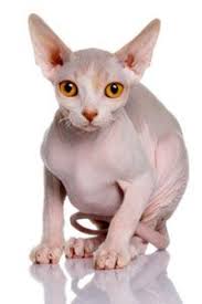 Hair loss in cats from ringworm. Home Remedies For Cats With Hair Loss Howstuffworks