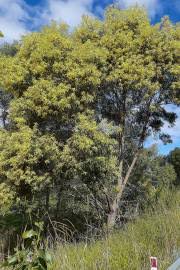 Image result for Acacia abyssinica