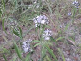 Image result for Haumaniastrum coriaceum