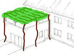 Image result for pruning grapes on a pergola