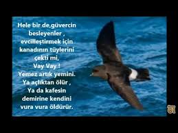 Boran Kusu Hikayesi Youtube