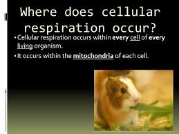 Does cellular respiration occur in animals. Photosynthesis Ppt Download