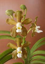 Pin On Orchid Flowers 1