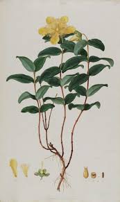 Yellow flowers appear all summer long. Hypericum Calycinum Wikipedia