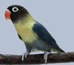 Maka dari itu, banyak kalangan kicau mania yang lebih tertarik memelihara lovebird ketimbang jenis burung lainnya. Pin By Kamaludin Arif On Sato Love Birds Pet Pet Birds African Lovebirds