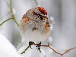 Brown Bird With Red Mohawk American Tree Sparrow Sparrow Beautiful Birds Ornithology