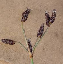 Image result for Bulbostylis trabeculata