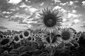 Black And White Sunflower Pictures Pin On Places To Visit