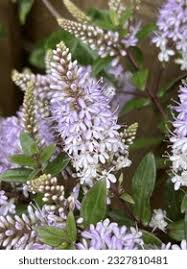 Image result for shrubby veronica hebe