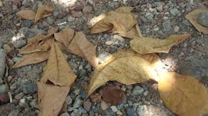 Oleh sebab itulah, untuk menyadap wa hanya dengan nomor hp sangat sulit dirasakan karena terhalang oleh fitur verifikasi kode via sms tersebut. Kabupaten Banjar Belum Lirik Potensi Daun Kering Pohon Ketapang