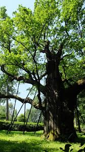 Bartek palıdı — bir yay palıdı, təbii bir abidə.polşada sventokşis voyevodalığı, zaqnansk kommunasının yol kənarında böyüyən bir palıd ağacı. Dab Bartek Najciekawsze Miejsca Turysta Zagnansk Gminny Portal Internetowy