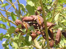 Image result for Brachychiton