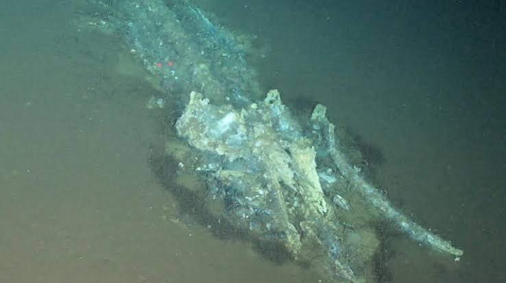 World's largest, deepest, oldest whale graveyard discovered in Indian Ocean  - France 24