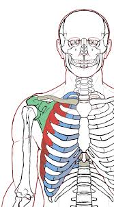 Serratus Anterior Functional Anatomy Integrative Works Anatomy Integrative Chest Muscles