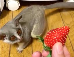 Where was this so called real american when g.w. A Curious Bush Baby Comes Out Of Hiding To Investigate A Juicy Strawberry Being Offered By Human