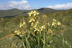 Image result for Moraea spathulata