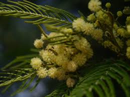 Image result for Acacia mearnsii