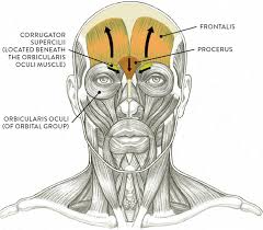 Human anatomy print, muscular system, human muscles art, physical therapist gift, med student gift, back muscle, massage therapist office. Facial Muscles And Expressions Classic Human Anatomy In Motion The Artist S Guide To The Dynamics Of Figure Drawing