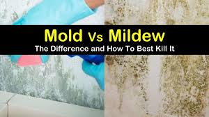 Your medicine cabinet houses an inexpensive and. Important Differences Between Mold Mildew How To Clean Them