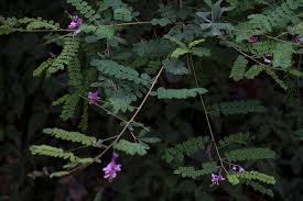 Image result for Indigofera sp.nov. aff. I chimanimaniensis