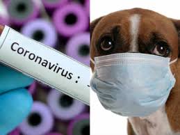 There has been good news and a little. Coronavirus In Dogs Pets Your Pet Cannot Get Coronavirus Here S Why One Dog Tested Positive