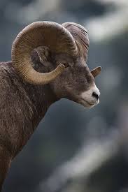 Ram 2 North American Animals Animals Beautiful Animals