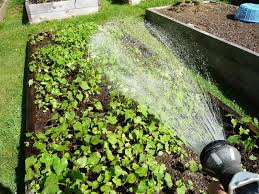 This is best done in one to two watering's per week depending on your soil type and if we are experiencing heat waves (temps above 28 deg. How To Protect Your Garden During A Heat Wave Eartheasy Guides Articles Eartheasy Guides Articles
