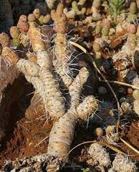 Image result for Antherotoma angustifolia