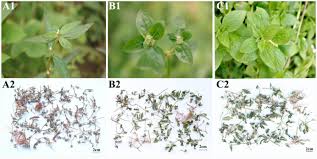 Image result for Spermacoce ruelliae