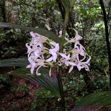 Image result for Corymborkis