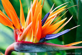 Strelitzia Reginae Oiseau De Paradis Tahiti Flower Fleur Color Fleur Du Paradis Oiseau Du Paradis Planter Des Fleurs
