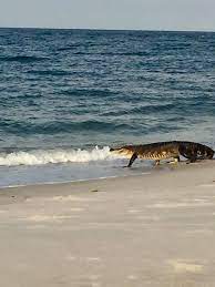 Dauphin island mayor, jeff collier said. Alligator Spotted On West Side Of Dauphin Island