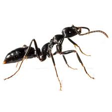 A bed bug infestation must be dealt with quickly and efficiently. 10 Pest Control And Maintenance Ideas Pests Pest Control Pest Inspection