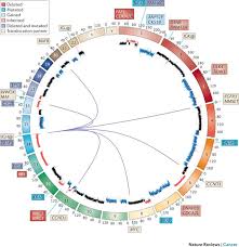 Circos Genome Google Search Graph Diagram Map Chart