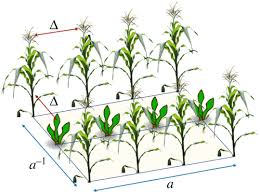 Spatial analysis of almond leaf scorch disease in the san joaquin valley of california: Mathematical Modelling For Sustainable Aphid Control In Agriculture Via Intercropping Proceedings Of The Royal Society A Mathematical Physical And Engineering Sciences