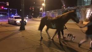 Two dogs up to 70 lbs are welcome for no additional fee. Horse Runs Wild Through Downtown Memphis Injures At Least One Person