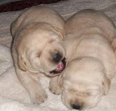 7 labrador retriever puppies for sale. Akc English Labrador Puppies For Sale In Allegan Mi 269 512 2528 English Lab Puppy Allegan Mi Is Close To Plainwell Otsego Grand Rapids Holland Hamilton Flint Detroit Paw Paw Indiana Il
