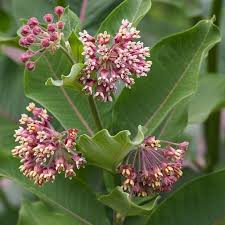 Image result for Asclepias palustris