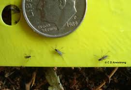 They lay eggs in your growing medium. Fungus Gnats Home And Garden Ipm From Cooperative Extension University Of Maine Cooperative Extension