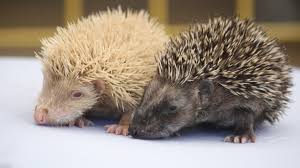 Die sogenannten herbstigel sind keine säuglinge mehr und benötigen nur im notfall unterstützung durch den menschen. Tierschutz In Munchen Wenn Der Igel Im Garten Hustet Munchen Sz De