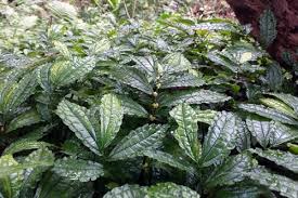 Lá đắng hỗ trợ chữa dạ dày như thế nào