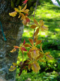 Image result for Annickia ambigua