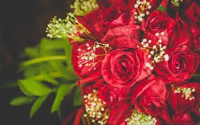 Find the perfect rose bouquet stock photos and editorial news pictures from getty images. Wallpaper Red Roses Bouquet Flowers Close Up 1920x1200 Hd Picture Image