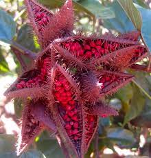 Is Annatto Food Coloring Safe Nutritionfacts Org
