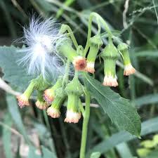 Image result for Crassocephalum radiatum