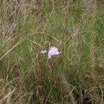 Image result for Cycnium