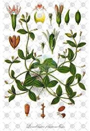 Image result for Linderniella wilmsii