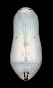 Adam Fuss Untitled 2003 Butterfly Chrysalis Photographed And Printed 6 Foot High Cocon Papillon Insectes Papillon