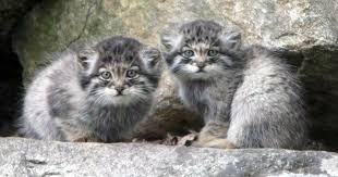 pallas kittens chat de pallas bebes animaux chats sauvages